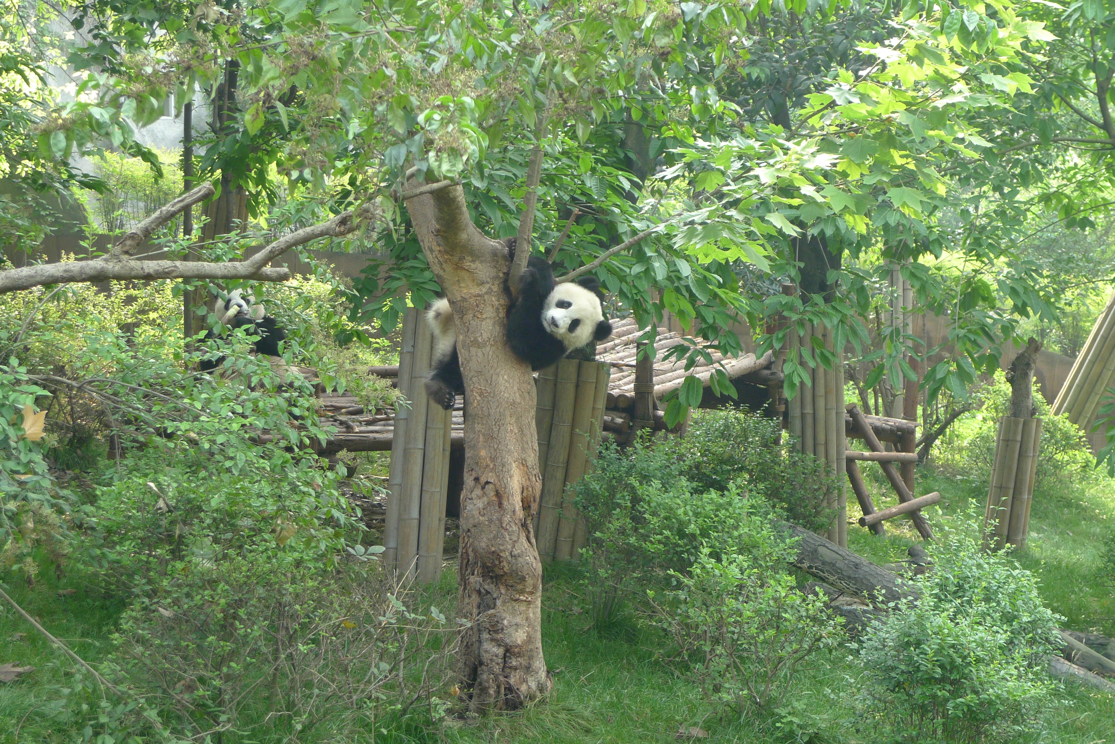 Ein Panda auf dem Baum