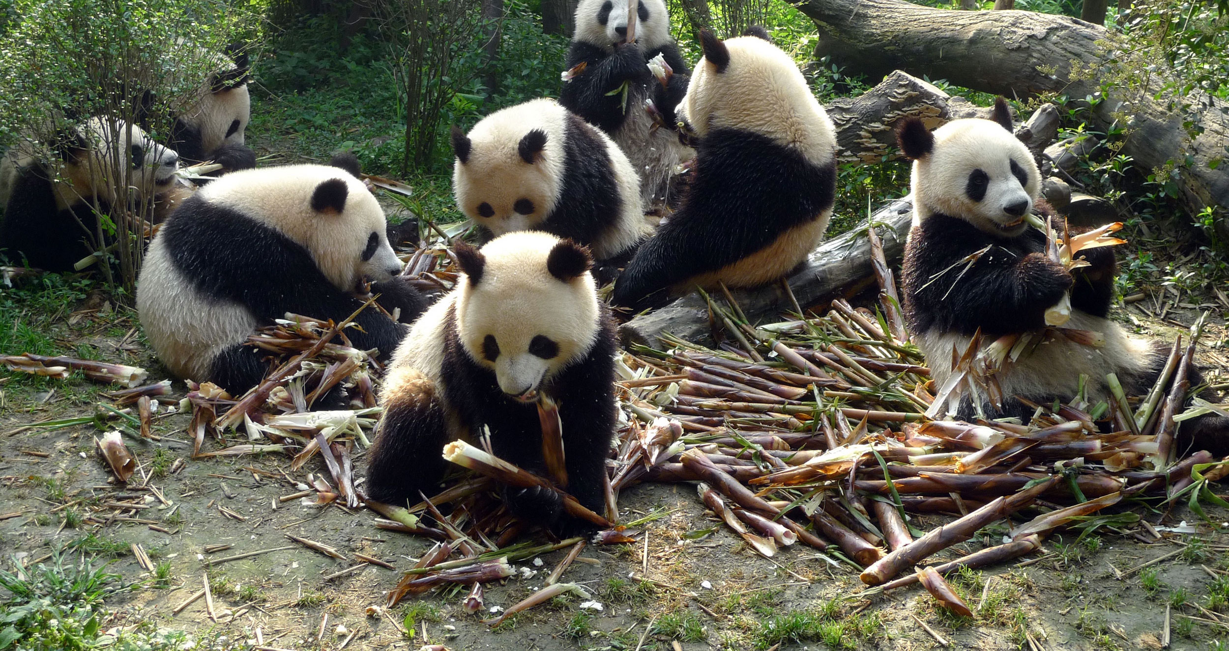 Baby Pandas